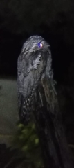 Caprimulgiformes