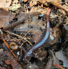 Plethodon angusticlavius