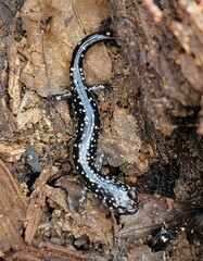 Plethodon albagula