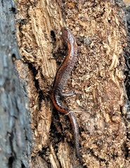 Plethodon angusticlavius