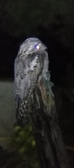 Caprimulgiformes