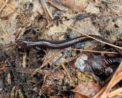 Plethodon angusticlavius