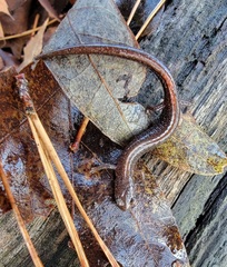 Plethodon angusticlavius