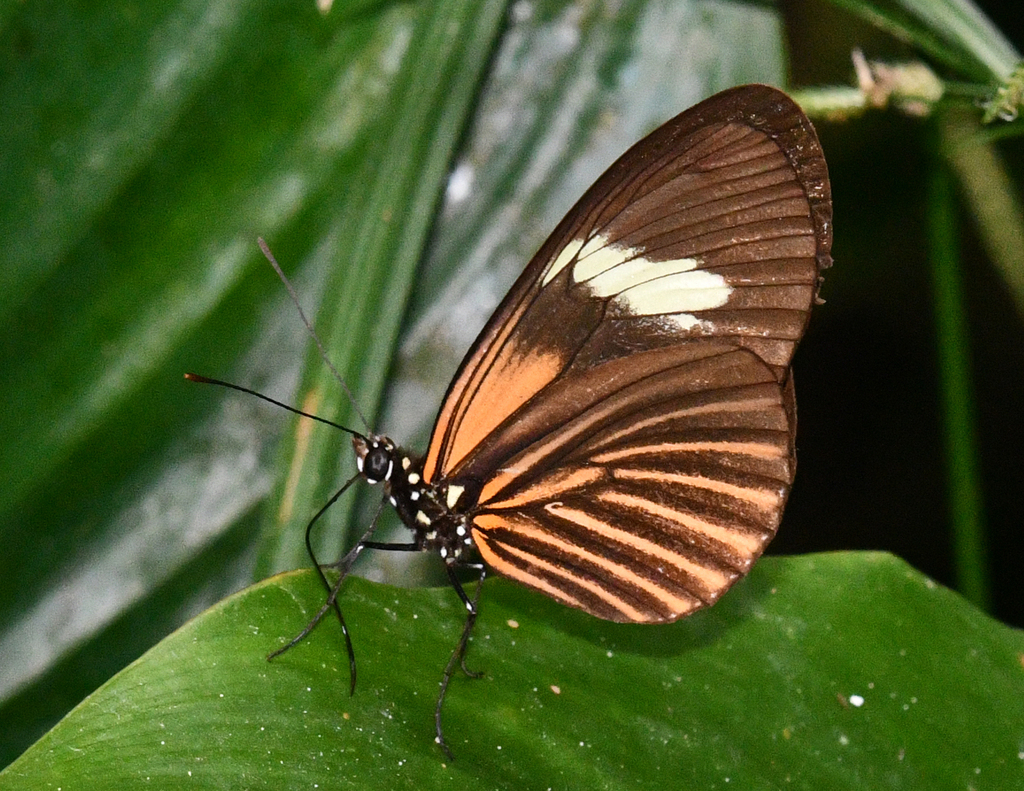 Heliconius aoede