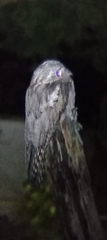 Caprimulgiformes