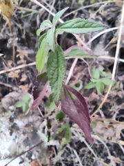 Acalypha phleoides