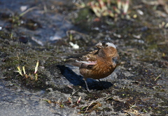 Leucosticte tephrocotis