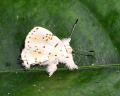 Anteros chrysoprasta