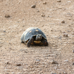 Chelonoidis carbonarius
