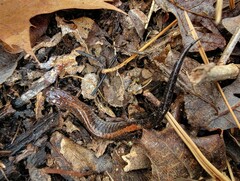 Plethodon angusticlavius