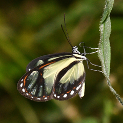 Ithomia salapia