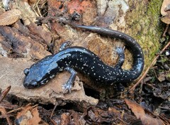 Plethodon albagula