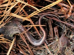 Plethodon angusticlavius
