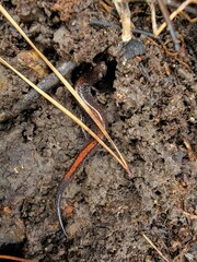 Plethodon angusticlavius