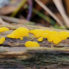 Dacrymyces corticioides
