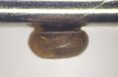 Bathyomphalus contortus