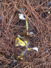 Pterocaulon pycnostachyum