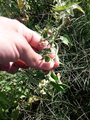 Solanum pilcomayense