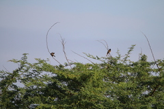 Pycnonotus cafer