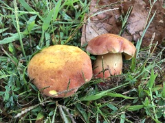 Lanmaoa pseudosensibilis