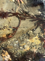 Prionitis lanceolata
