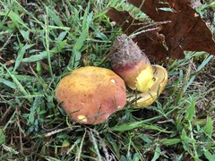Lanmaoa pseudosensibilis