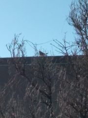 Junco hyemalis