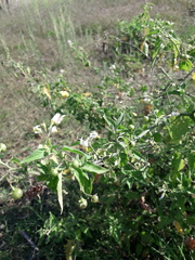 Solanum pilcomayense