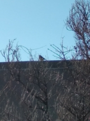 Junco hyemalis