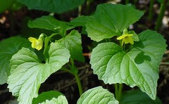 Viola pubescens