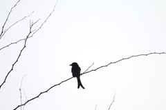 Dicrurus macrocercus