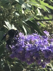 Bombus pensylvanicus