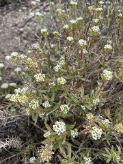 Lobularia maritima