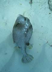 Lactophrys bicaudalis