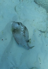 Lactophrys bicaudalis