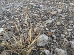 Tragus berteronianus