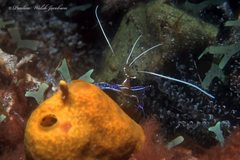 Ancylomenes pedersoni