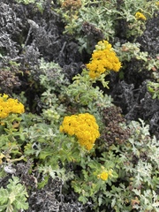 Eriophyllum