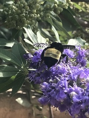 Bombus pensylvanicus