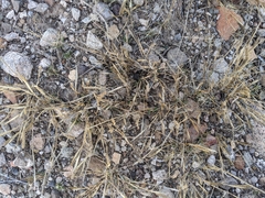 Tragus berteronianus