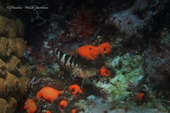 Malacoctenus triangulatus