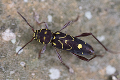 Cotyclytus curvatus