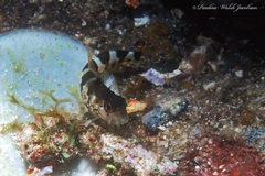 Malacoctenus triangulatus