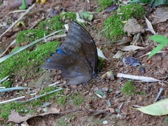 Morpho menelaus coeruleus