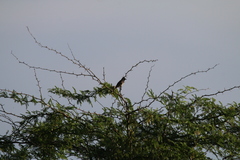 Pycnonotus cafer