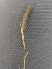 Tragus berteronianus