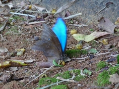 Morpho menelaus coeruleus