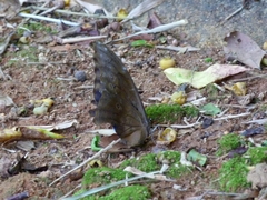 Morpho menelaus coeruleus
