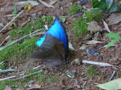 Morpho menelaus coeruleus