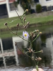 Symphyotrichum subulatum elongatum